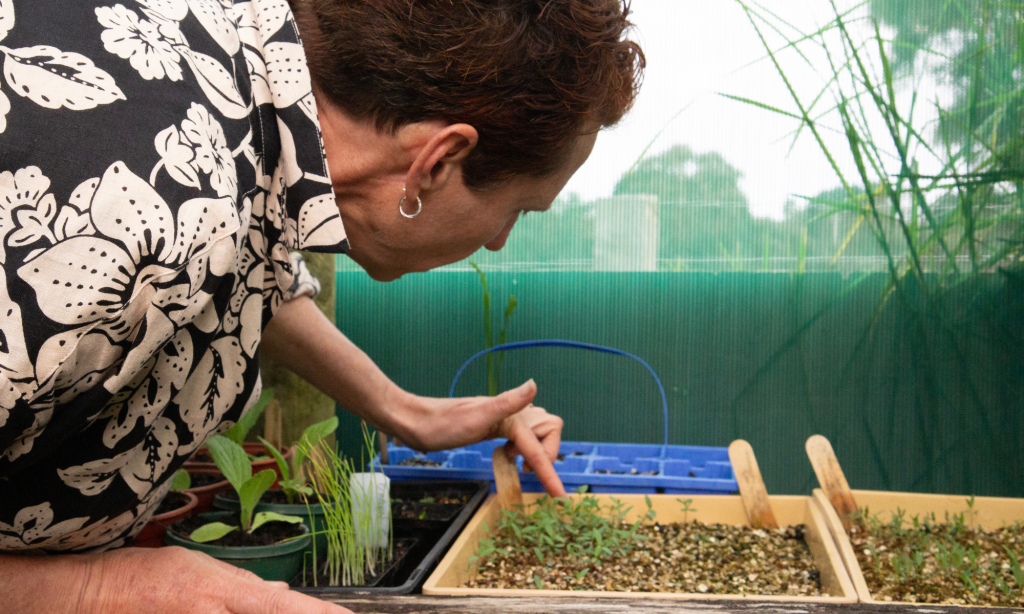 Photo of woman checking seedlings at Yintarini Farm