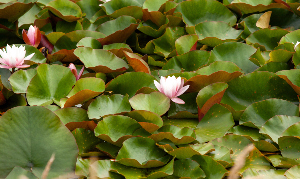 Photo of water lilies in flower at Yintarini Farm