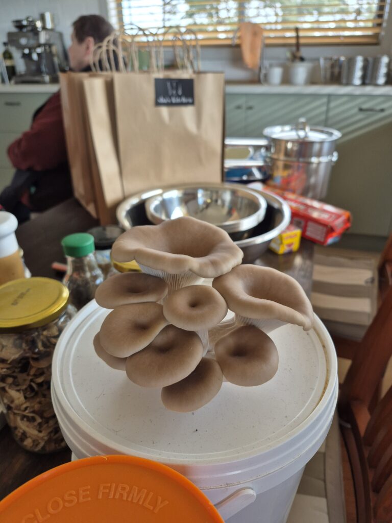Mushroom growing workshop and cooking