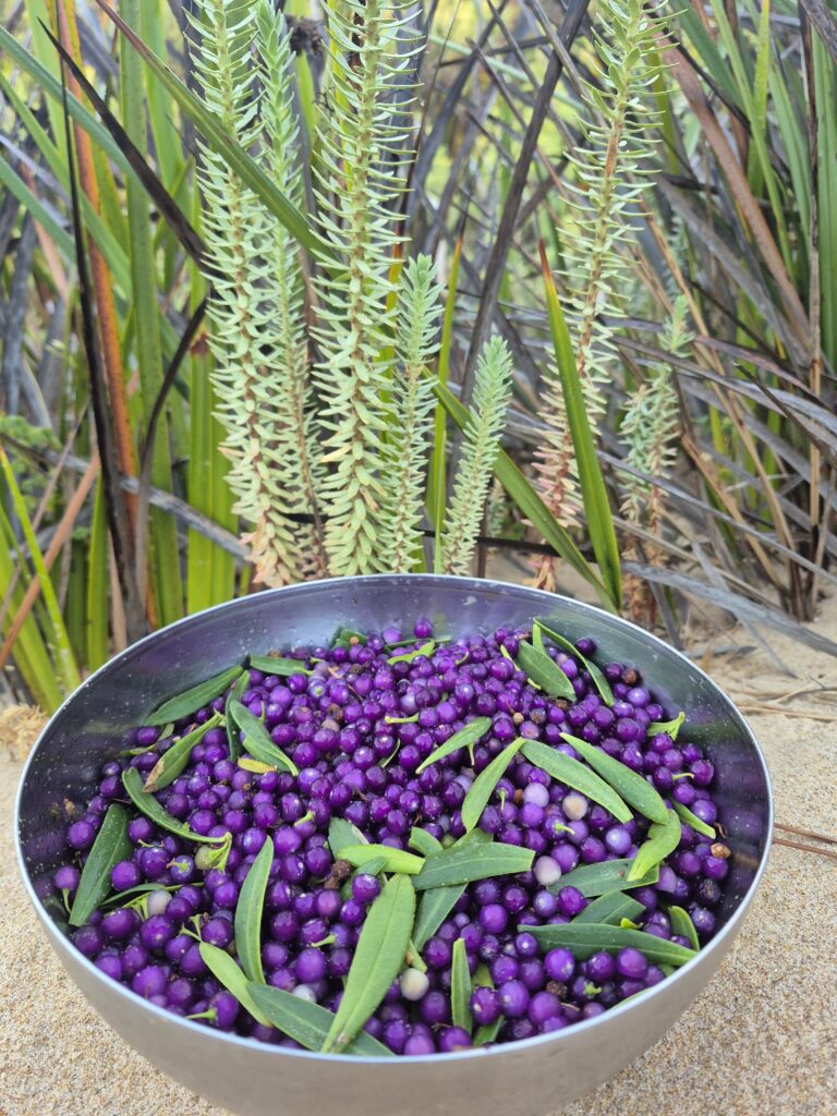 Juniper berry harvest