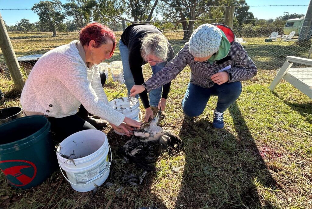 Plucking feathers from the dispatched rooster