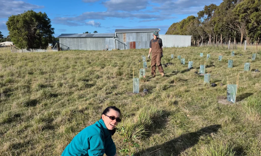 Woman and man planting rows of trees.